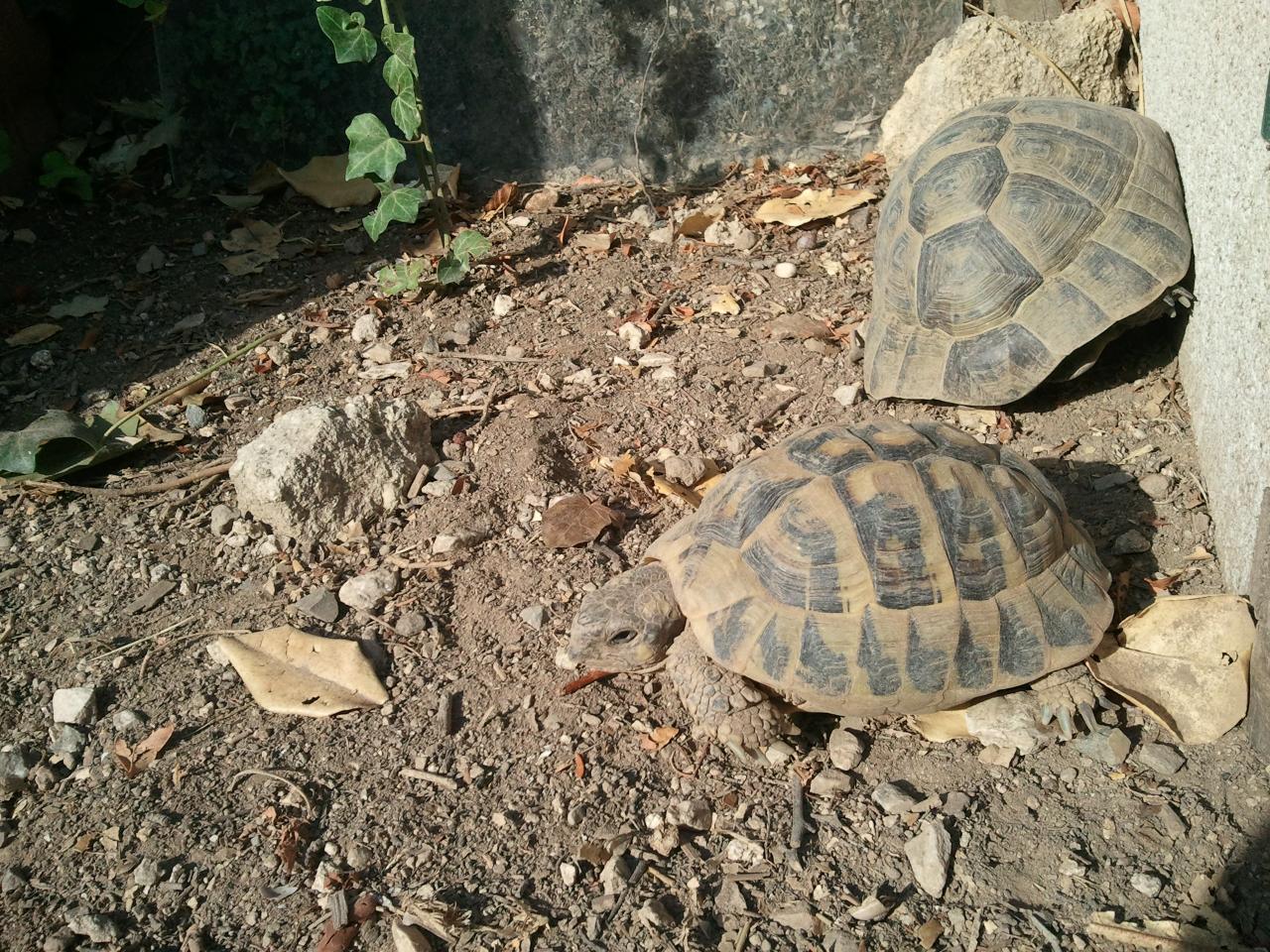 Tortues adultes